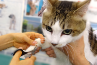 耳洗浄の様子の画像